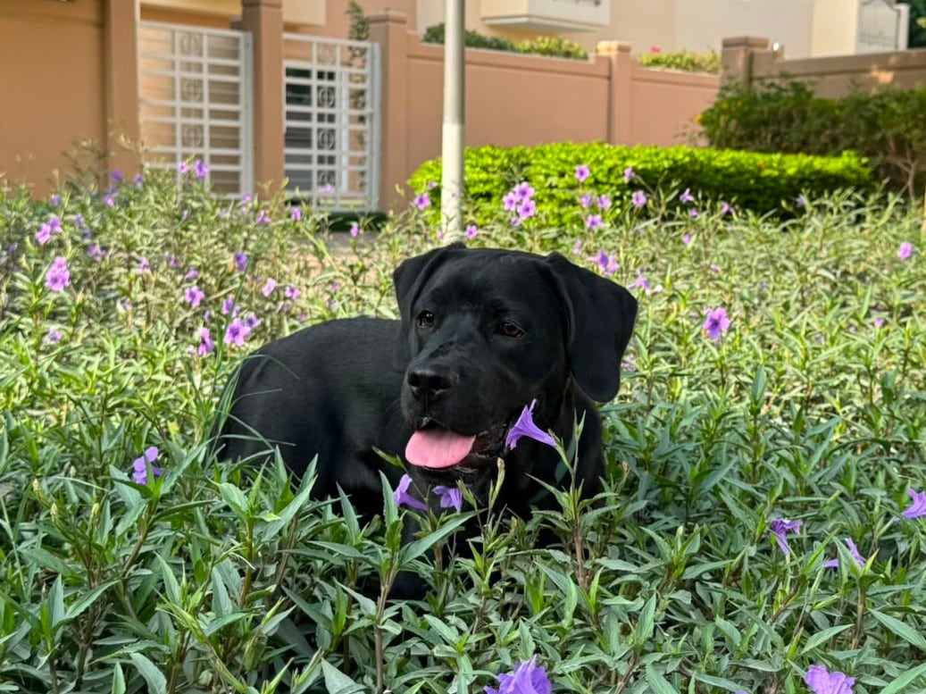 The lessons I've learnt since adopting a puppy