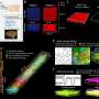 Scientists map hair follicle formation in spacetime, advancing understanding of how organs develop