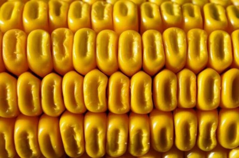 Corn Holding onto Thursday Gains as December Tests $5