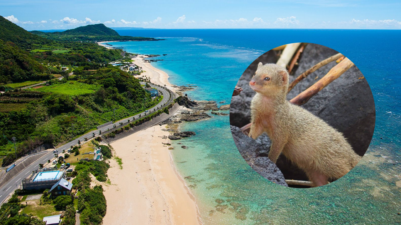 Japan eradicated 10,000 mongooses in 2024, 30 were released in 1979 to kill snakes