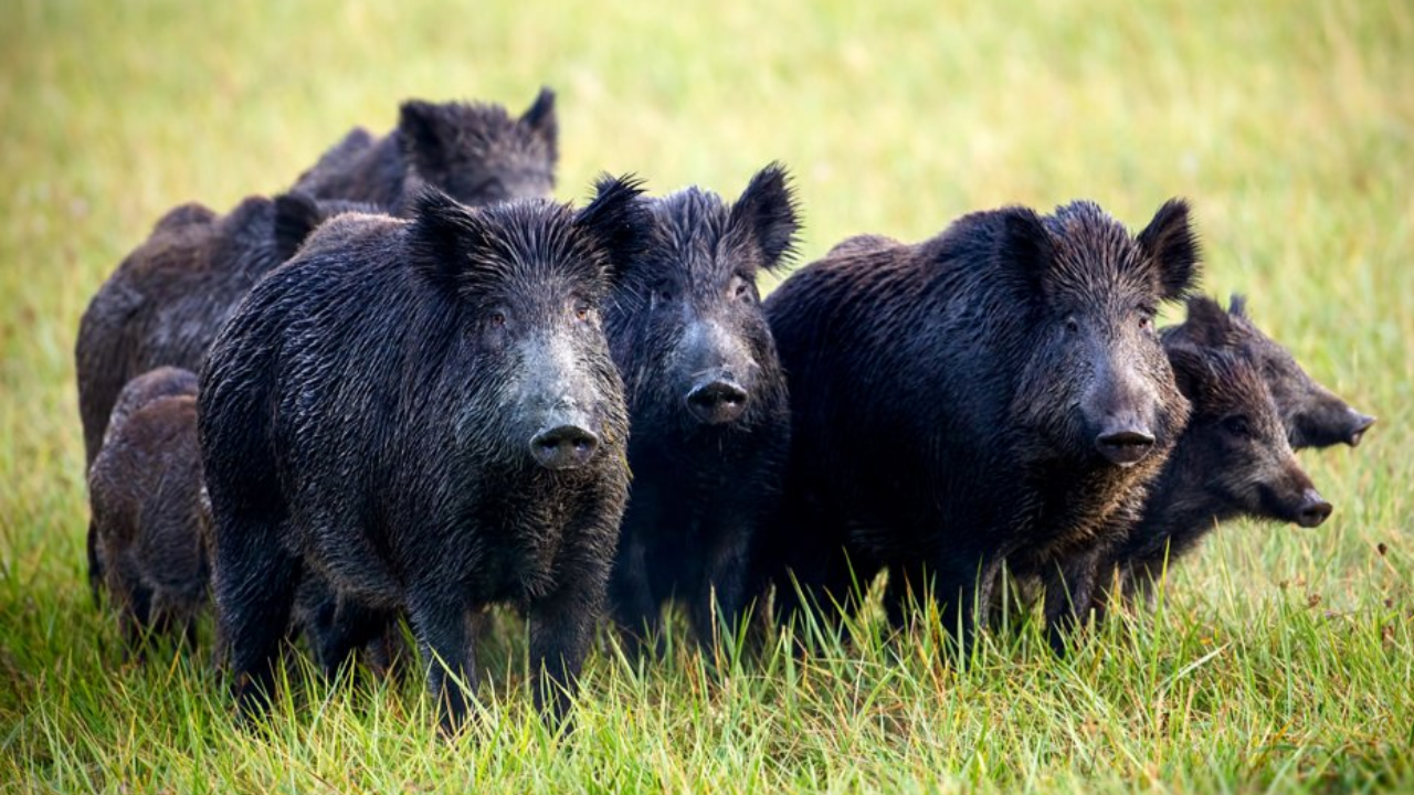 5,036 pigs removed from Santa Cruz Island, foxes rebounded from 70 to 2,100