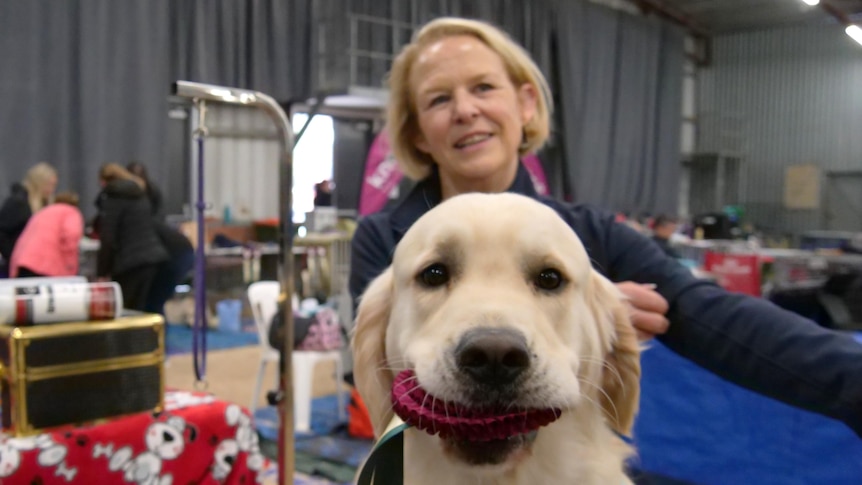 Hundreds of golden retrievers compete in regional SA