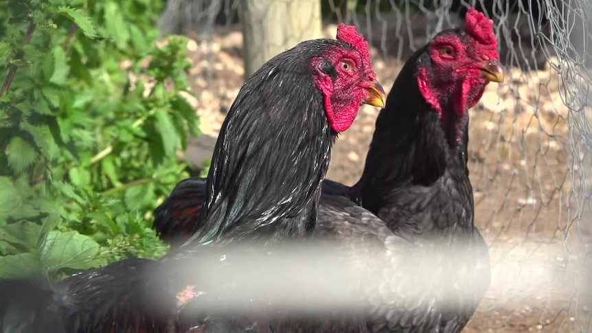 Breaking: Royal show scraps bird and poultry exhibits amid rising H5 cases