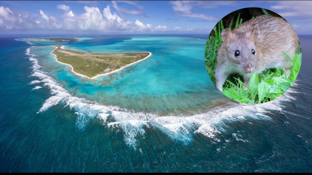 Midway Atoll eradicated invasive rats; petrels rebounded to 135,000+ pairs