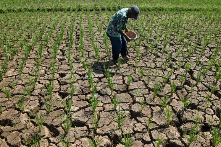 Analysis: Drought, rising prices expose vulnerabilities in rice supply