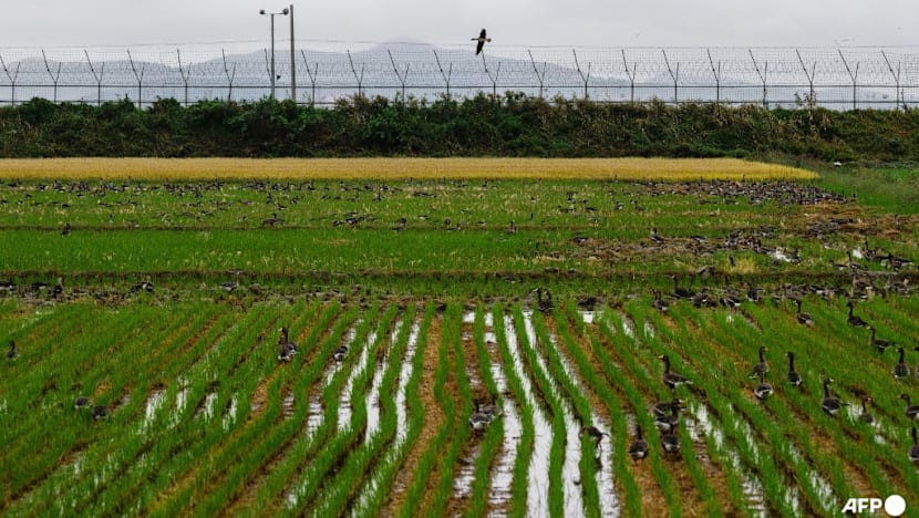 South Korea recovers landmines washed from North by floods