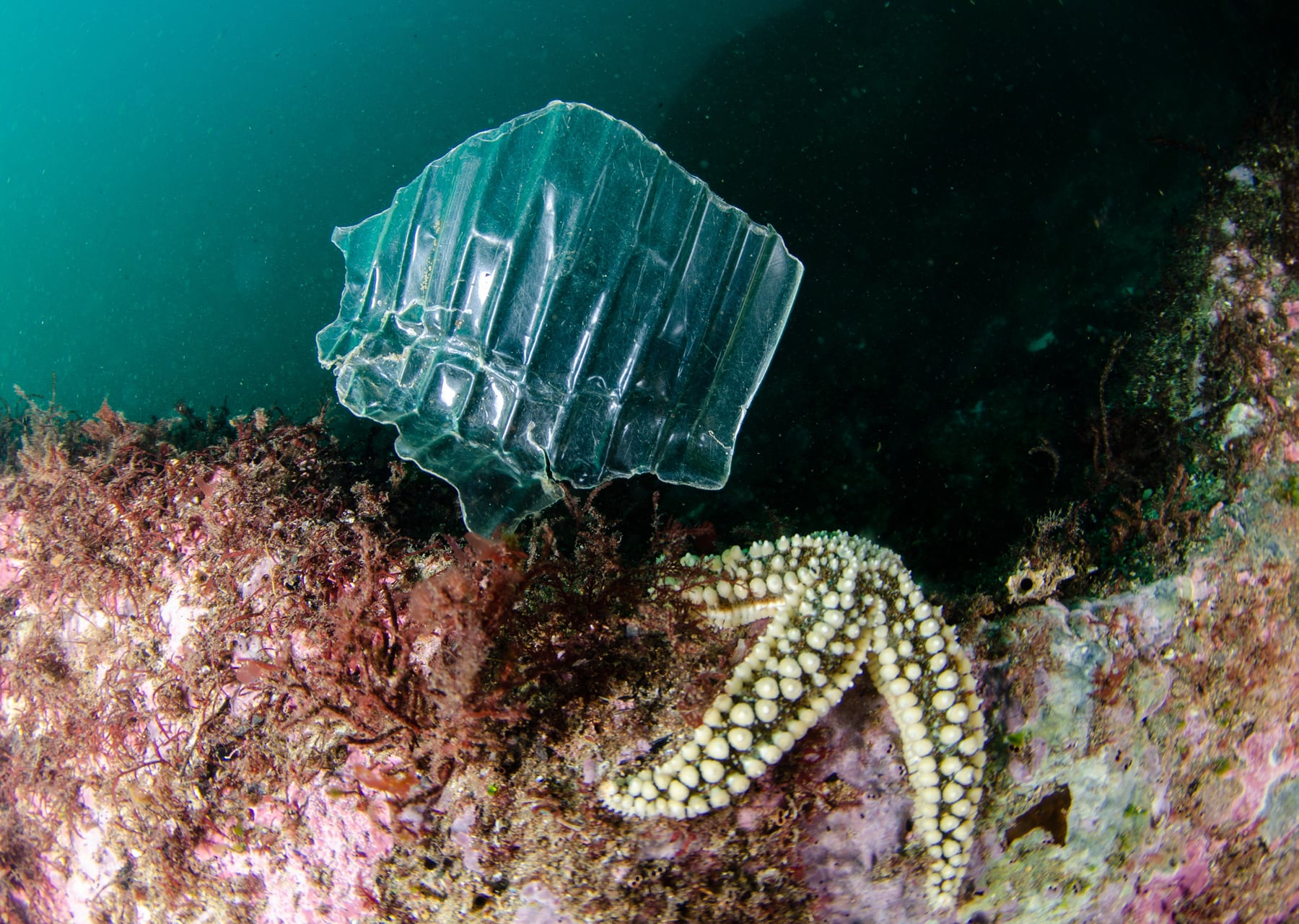 Welcome to the plastisphere, the kingdom of plastic microbes: “It’s a new ecosystem on the planet”