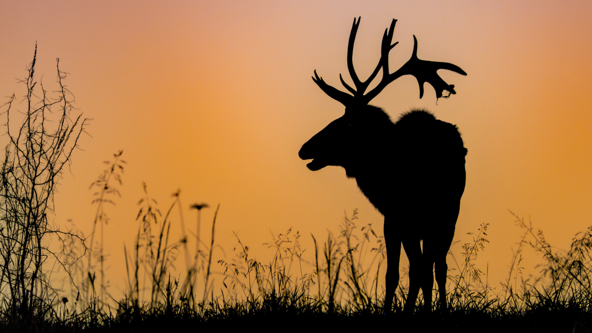 Book Review: How Wildlife Are Returning to the East