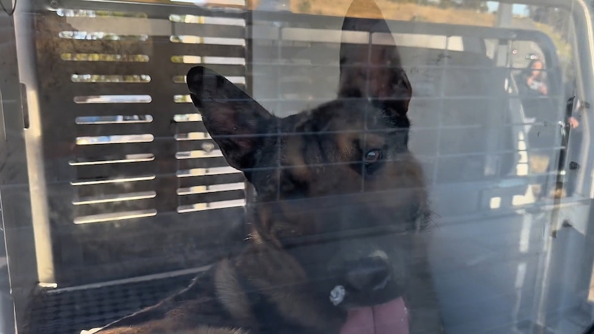Man killed in suspected dog attack may have been an intruder, police say