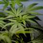 US sees a big jump in nausea cases among frequent marijuana users in the hospital