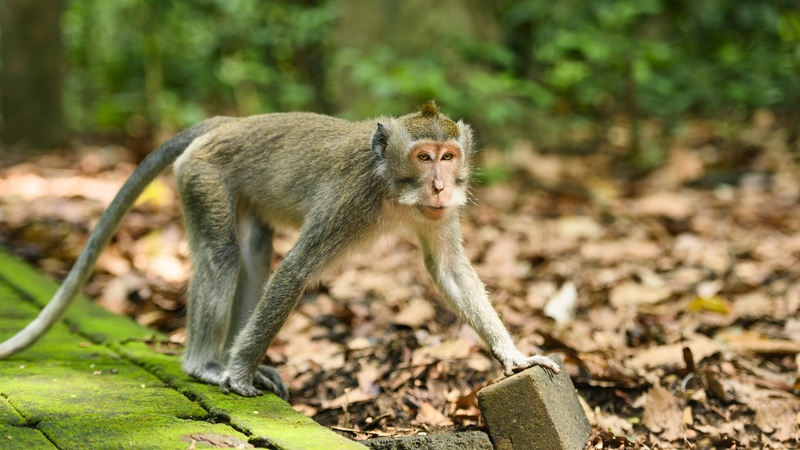 Monkey which attacked 18 people in Indonesia trapped