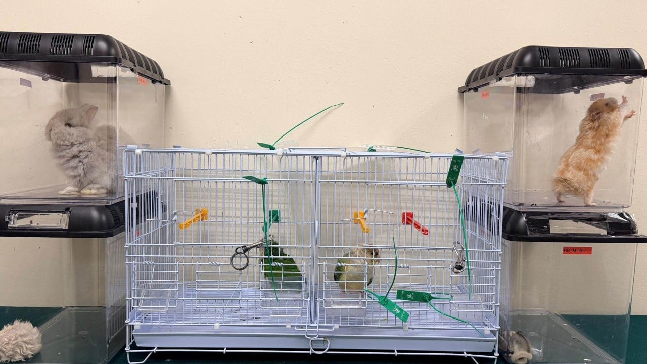 Customs seizes endangered turtles and parrots in 2 cases, arrests woman