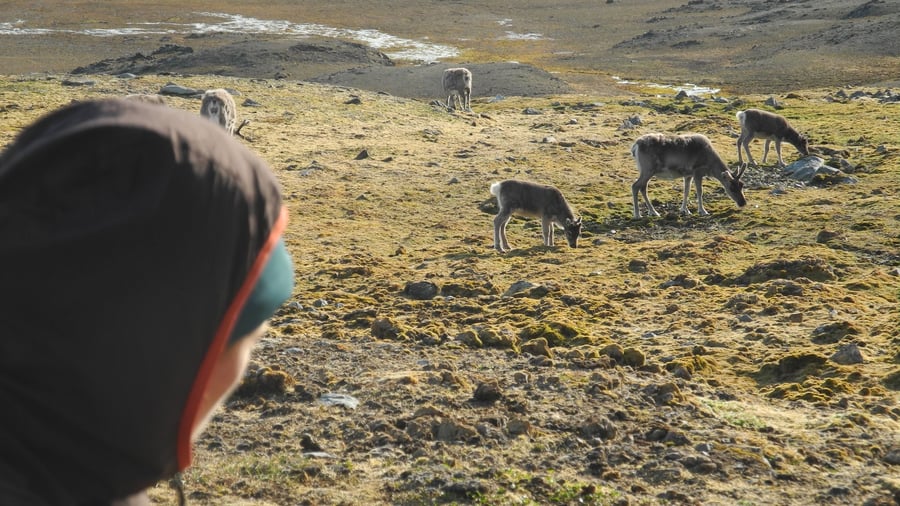 Shock discovery in Norway: Reindeer mystery: Many dead animals on Svalbard