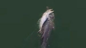 Do dolphins grieve the way humans do?