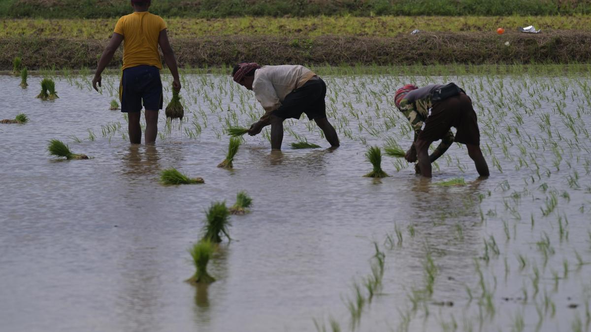 Kerala floods: State seeks ₹110-crore emergency relief from Centre to offset farm sector losses