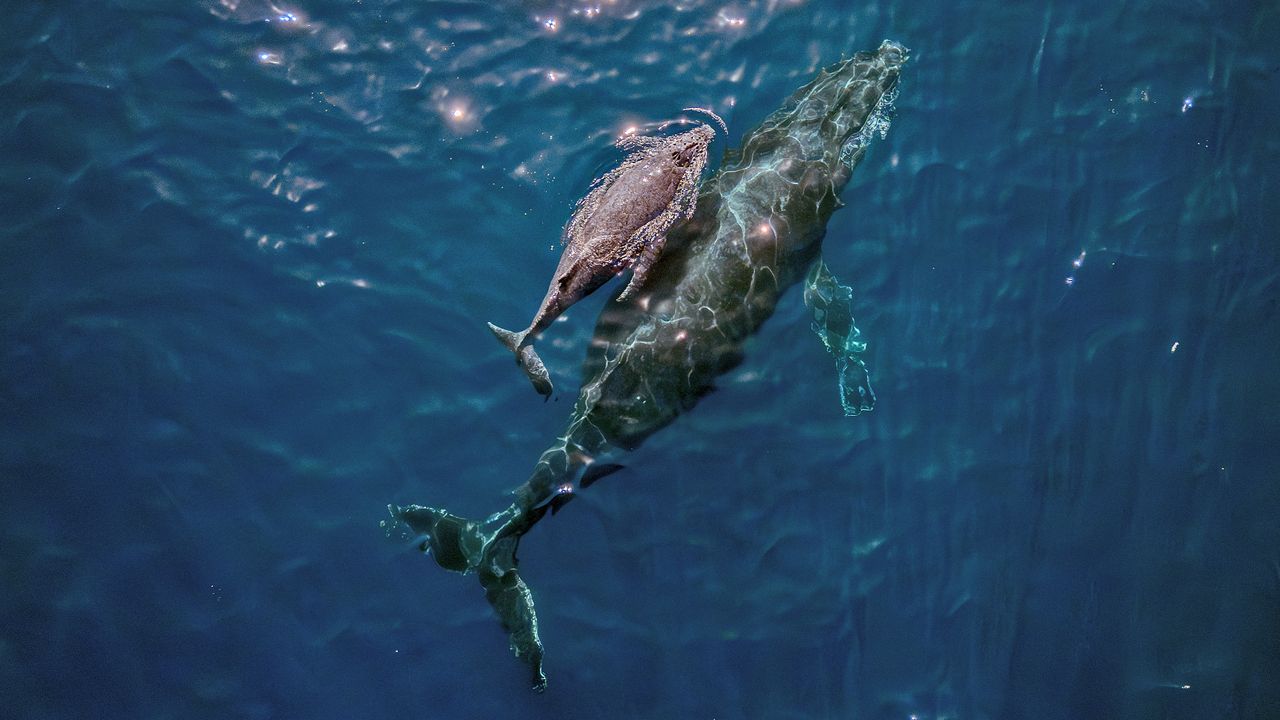 “It was extraordinary – my adrenaline was through the roof” says photographer who captured world-first drone footage of rare marine event