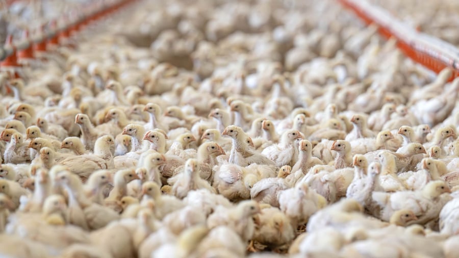Half-year figures: Meat production declines - poultry shows largest decrease