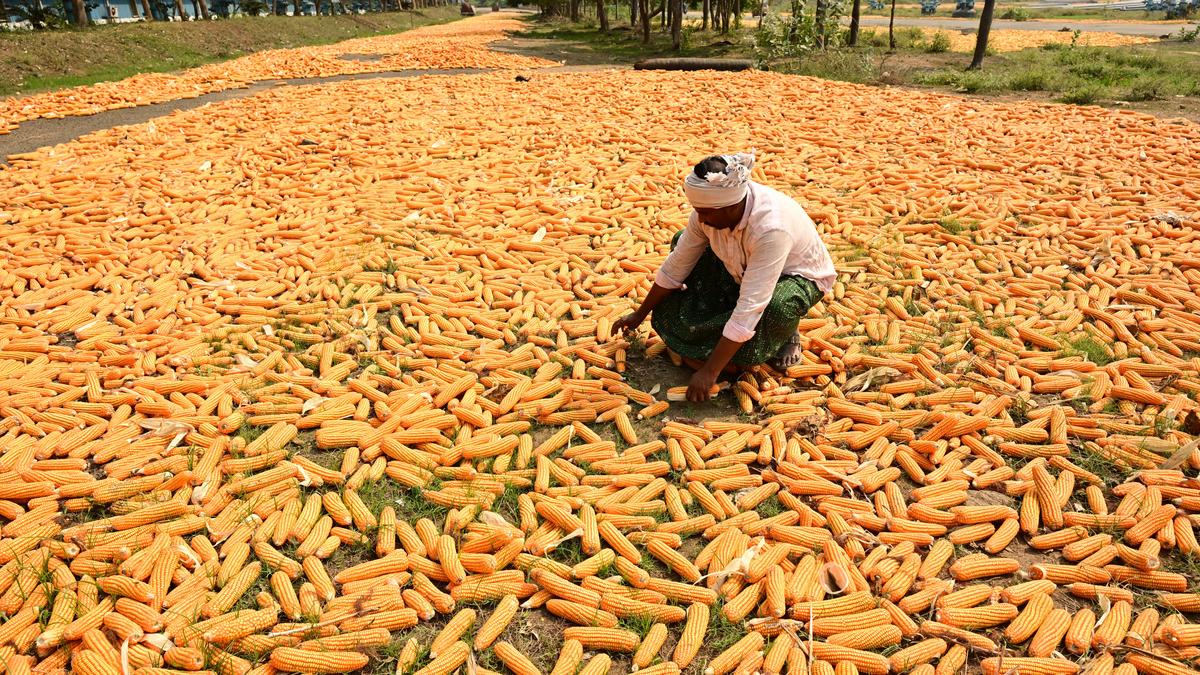 Cheaper crude, dearer ethanol: India’s maize bind