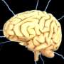 Study identifies promising therapy to prevent relapses in rare neurological disease