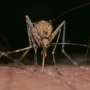 Tips for avoiding potentially serious mosquito-borne illnesses