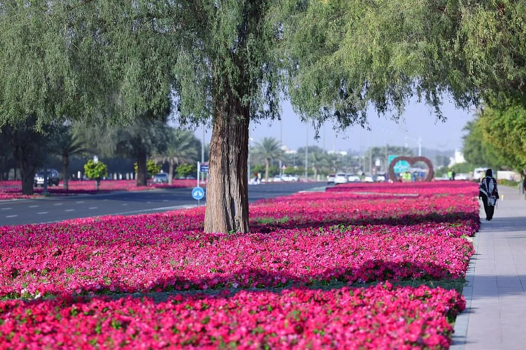 How Al Ain keeps blooming with 99 million flowers each year