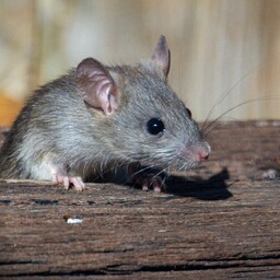 Careless waste handling attracts rodents to the city