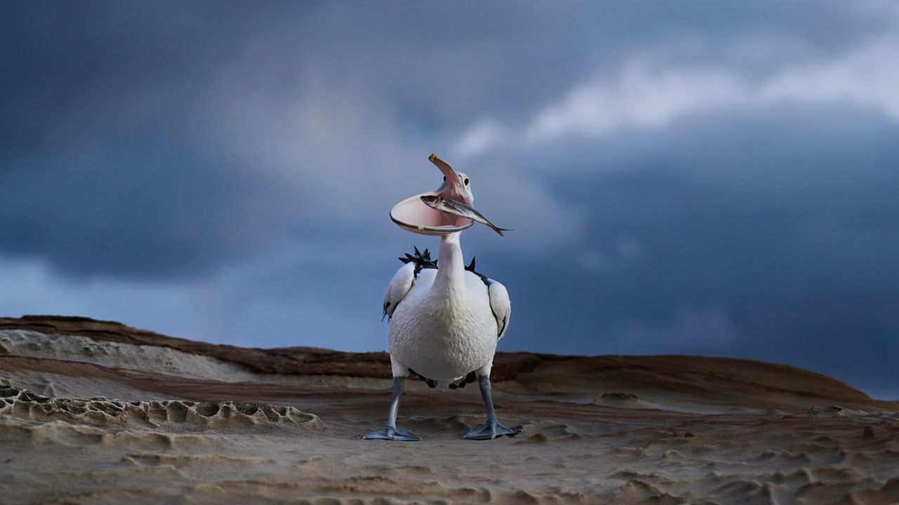 Photo of hungry pelican snapped in the act at 1/1,400 sec with a Nikon Z9 gets major awards recognition