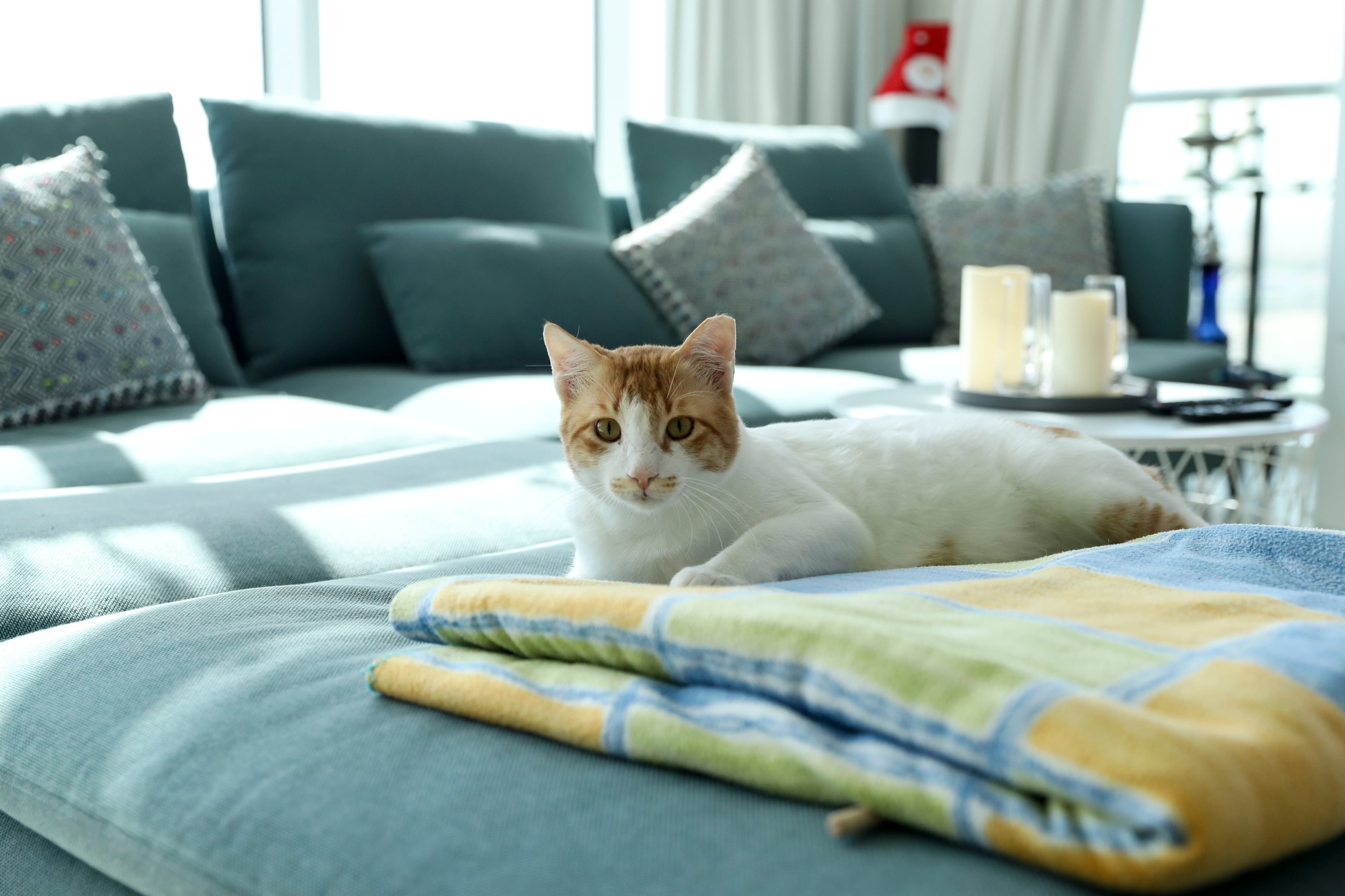 Where to adopt a cat in the UAE, from rescue groups to government shelters