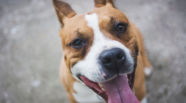 Alleged burglar left his dog behind at crime scene following break-in