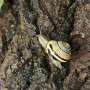 One snail, five slimes: Collagen and calcium reshape mucus for different jobs