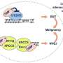 Newly identified C/EBPγ protein links cancer cell plasticity and DNA repair