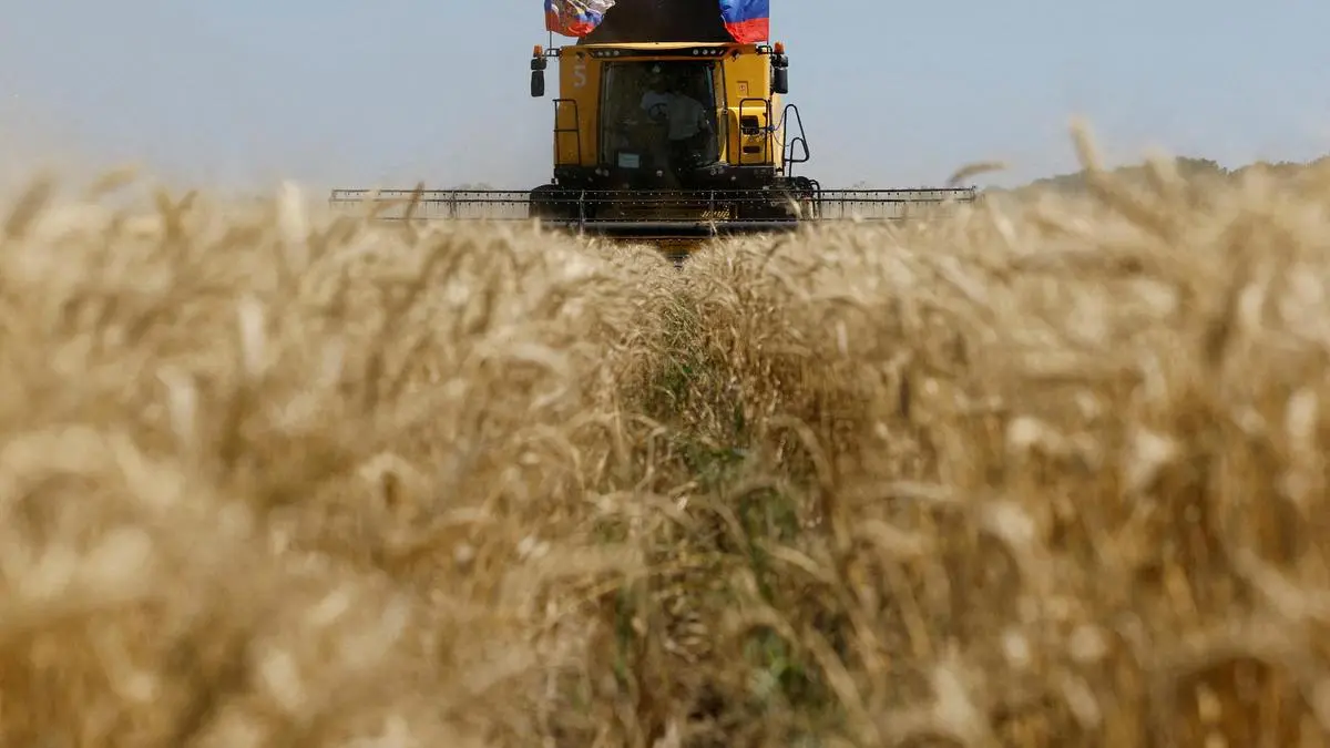 Global wheat output may drop 24 million tonnes next season on Iran war, El Nino impacts