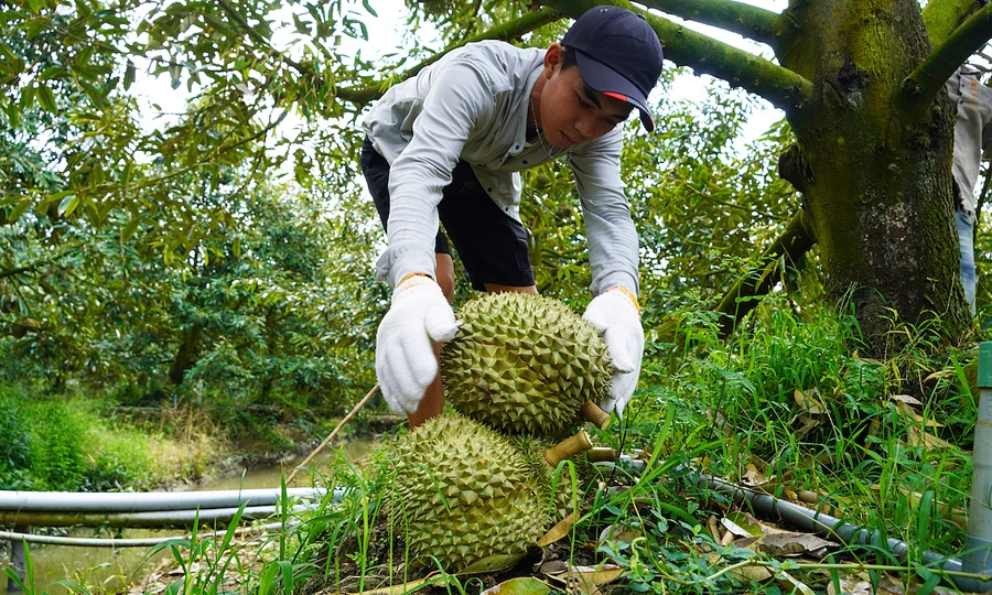 India greenlights durian imports from Vietnam