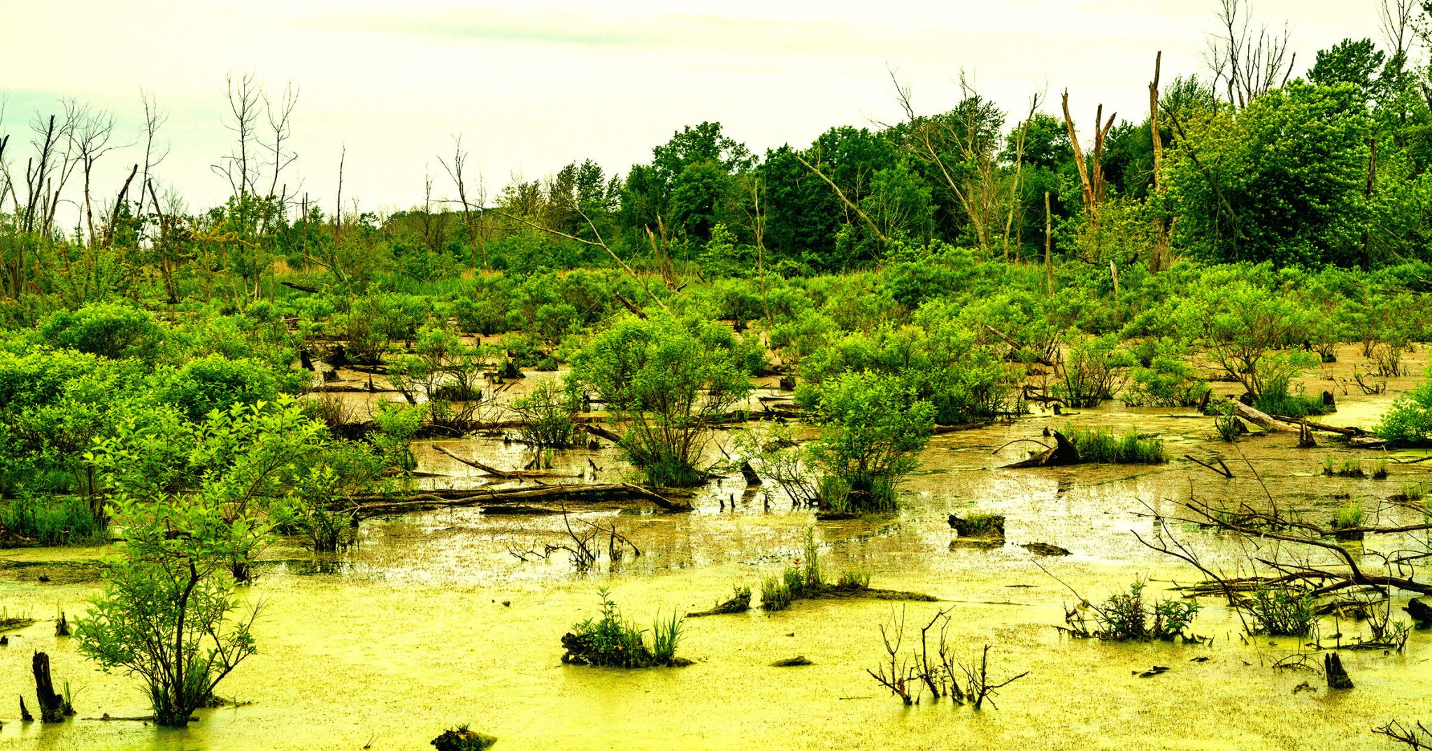 Google Data Center Announces Plans to Pave Over Protected Wetlands