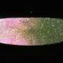 Different genes, same result: How flies evolved multiple ways to define heads and tails