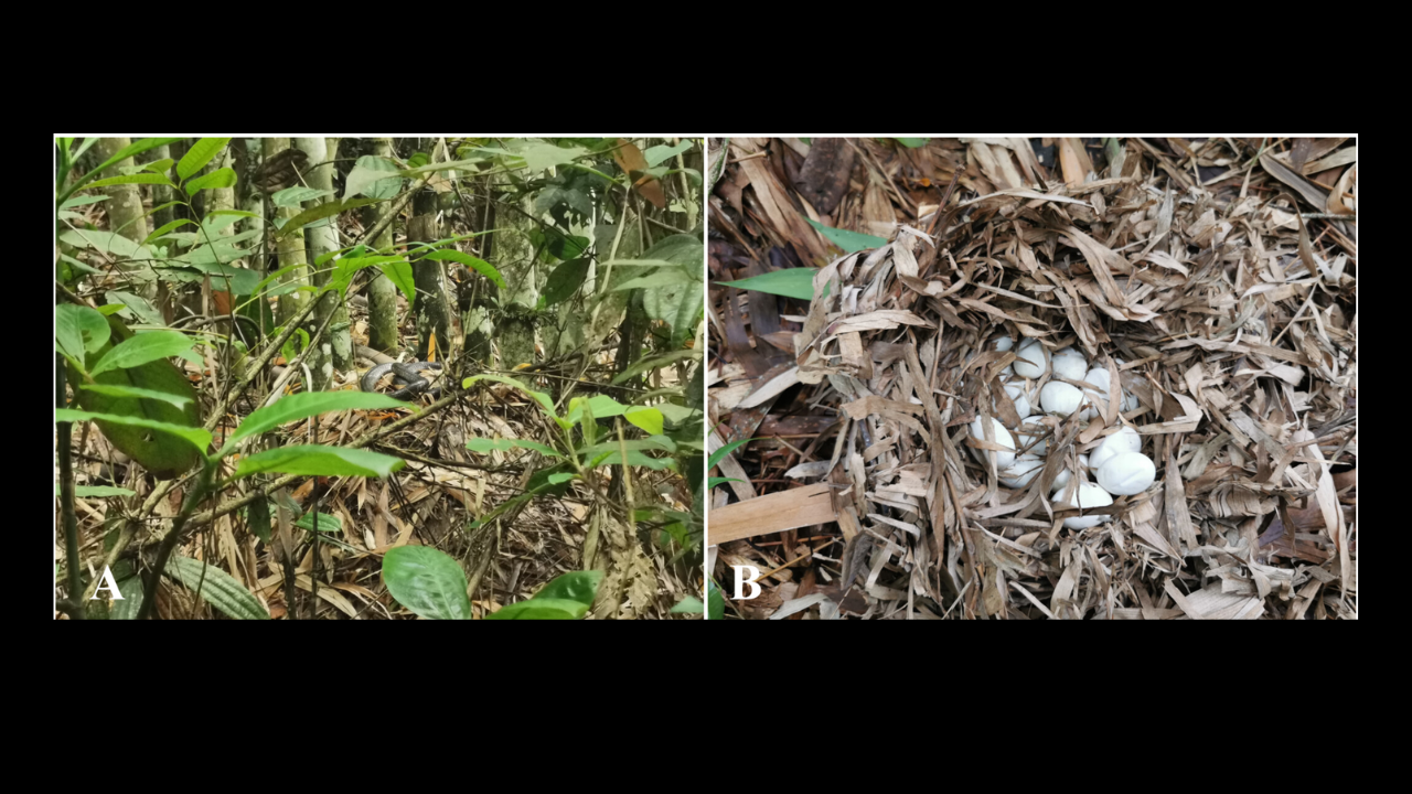 China residents found three king cobra nests, including one guarded over 72 eggs