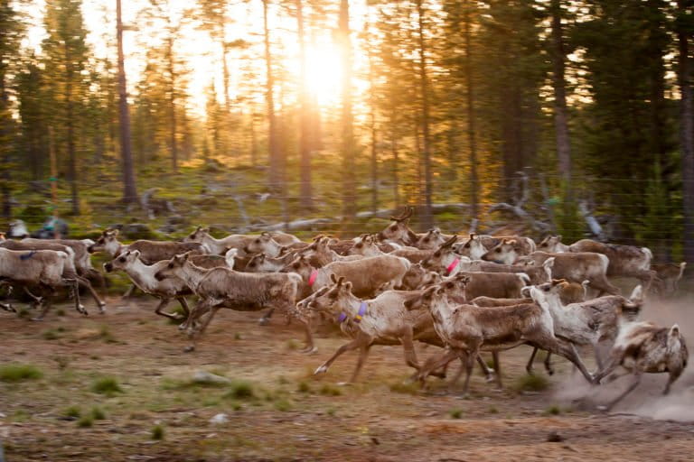 Sacred places & living lands: How Indigenous Sámi peoples steward biodiversity (analysis)