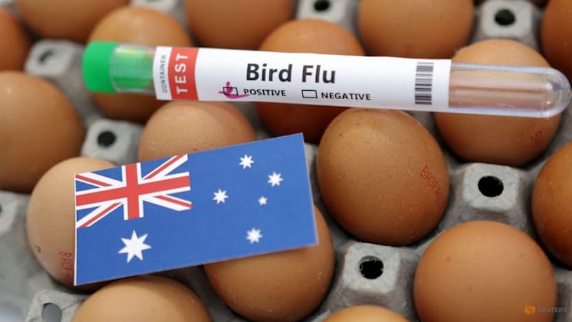 Australia confirms first H5N1 bird flu case in local mammal