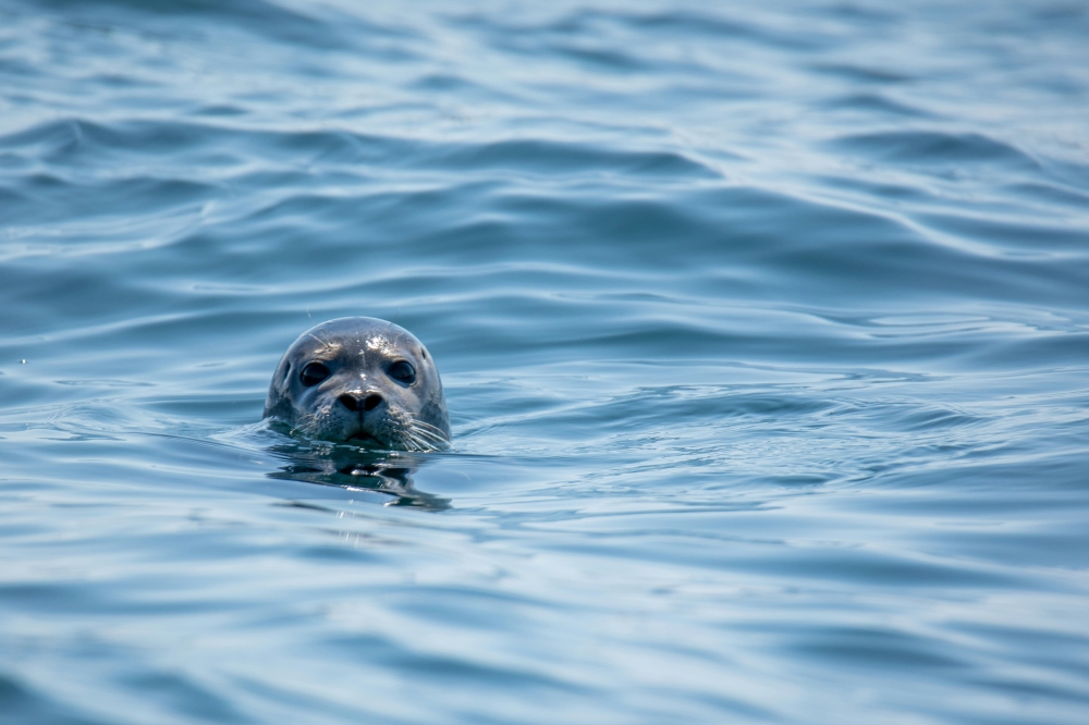 Australia confirms first H5 bird flu case in mammal after fur seal tests positive