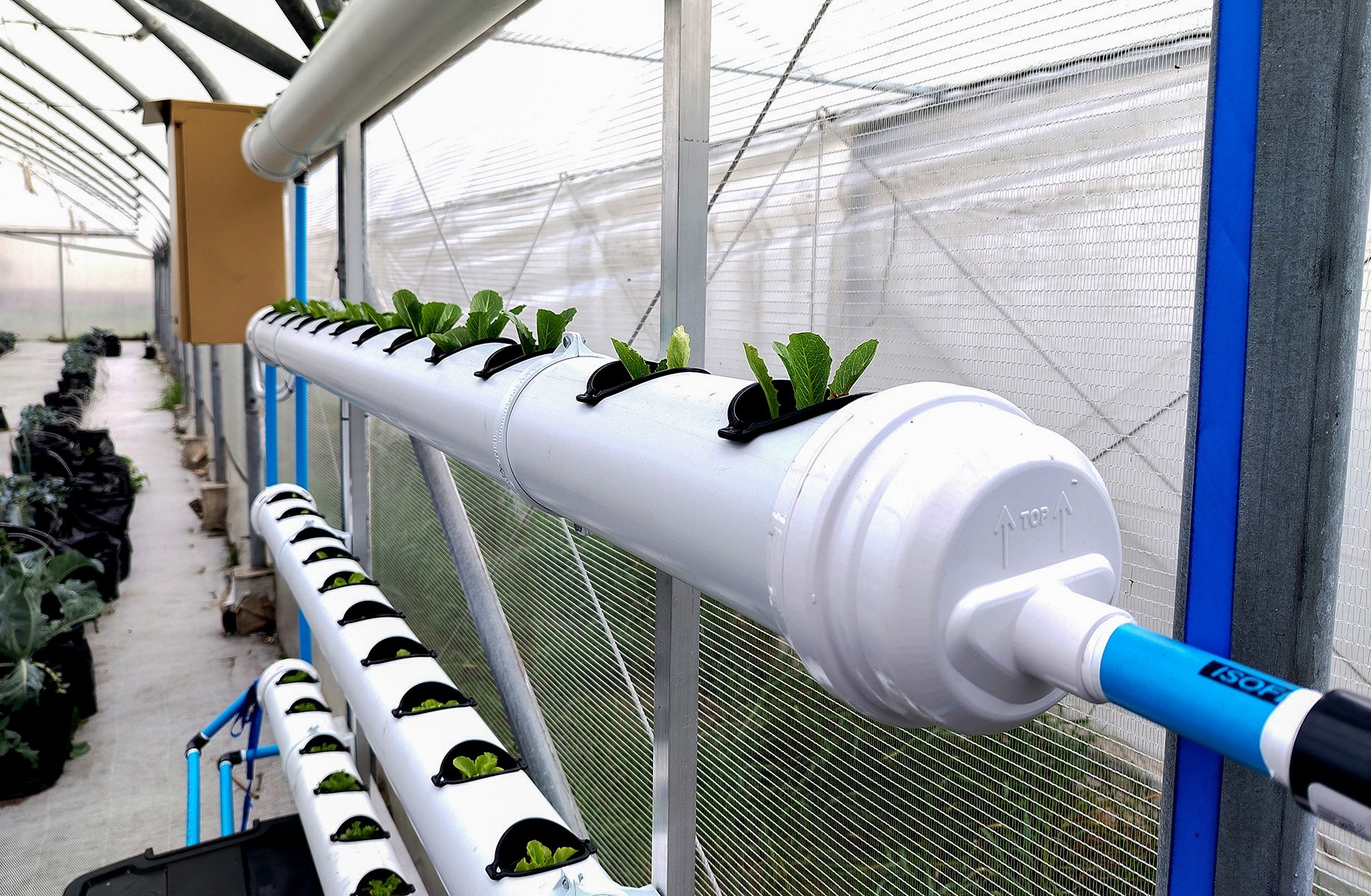 FOOD FOR THOUGHT: How hydroponic gardens plant seeds of innovation and women’s empowerment