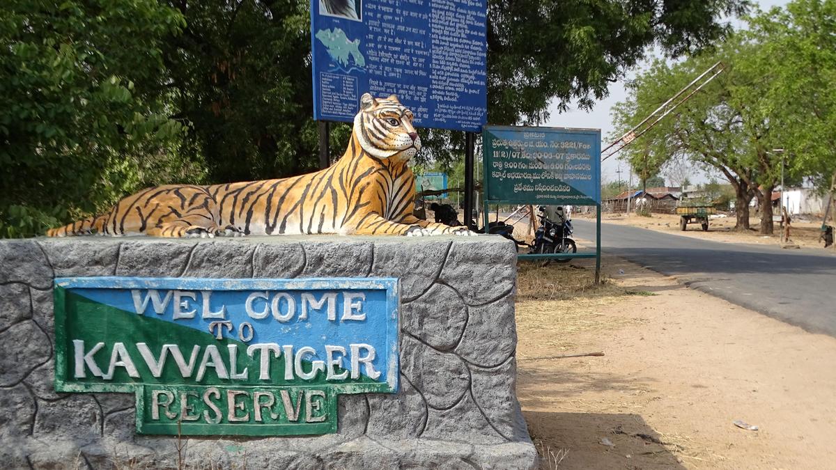 Eco tourism-based livelihood opportunities, the only way forward for tiger conservation in Telangana, say experts