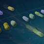 New platform speeds bacterial gene mapping for better biotech design