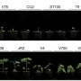 Mobile fungal 'Starship' carries protein that triggers crop leaf loss