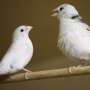 Birdsong and whale song show patterns similar to human language