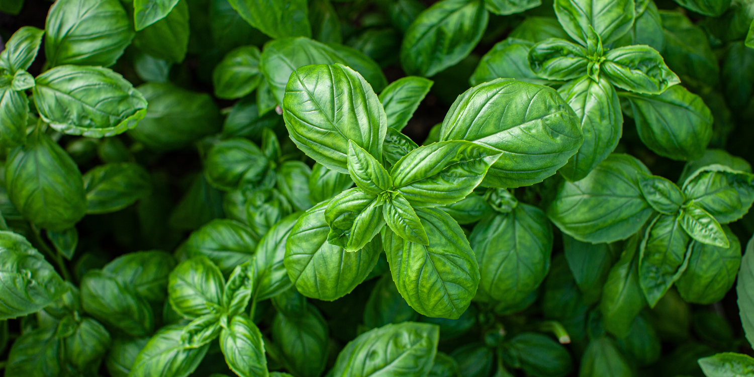 Common herb may help ease anxiety symptoms in patients with depression