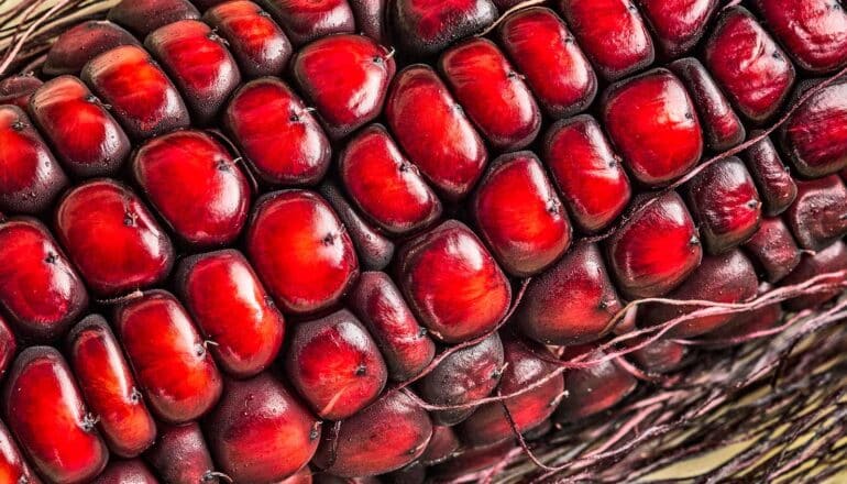 Team turns corn into natural replacement for artificial food dyes