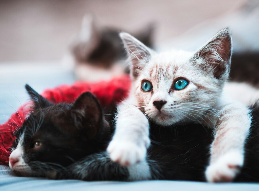 25 cats survive explosion that gutted one of southern Japan's biggest malls