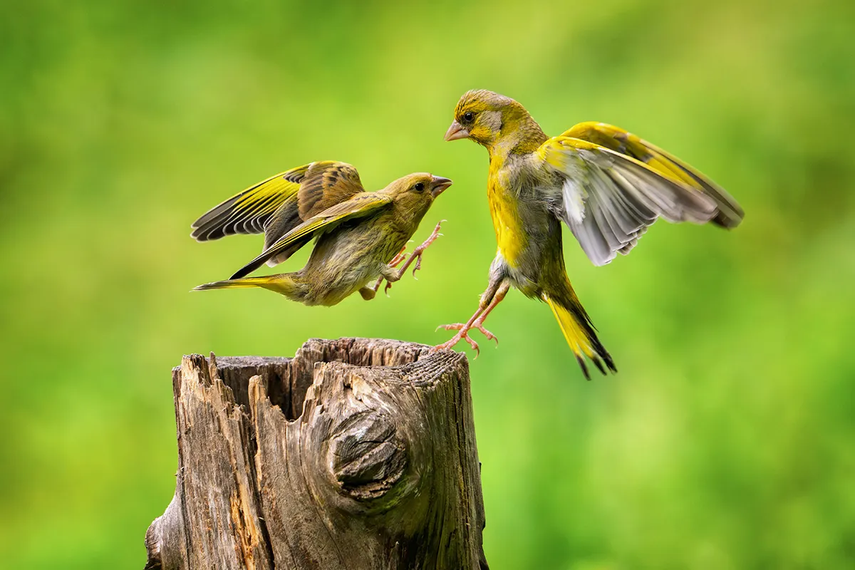 Need inspiration for your animal and wildlife photos? We absolutely loved these!