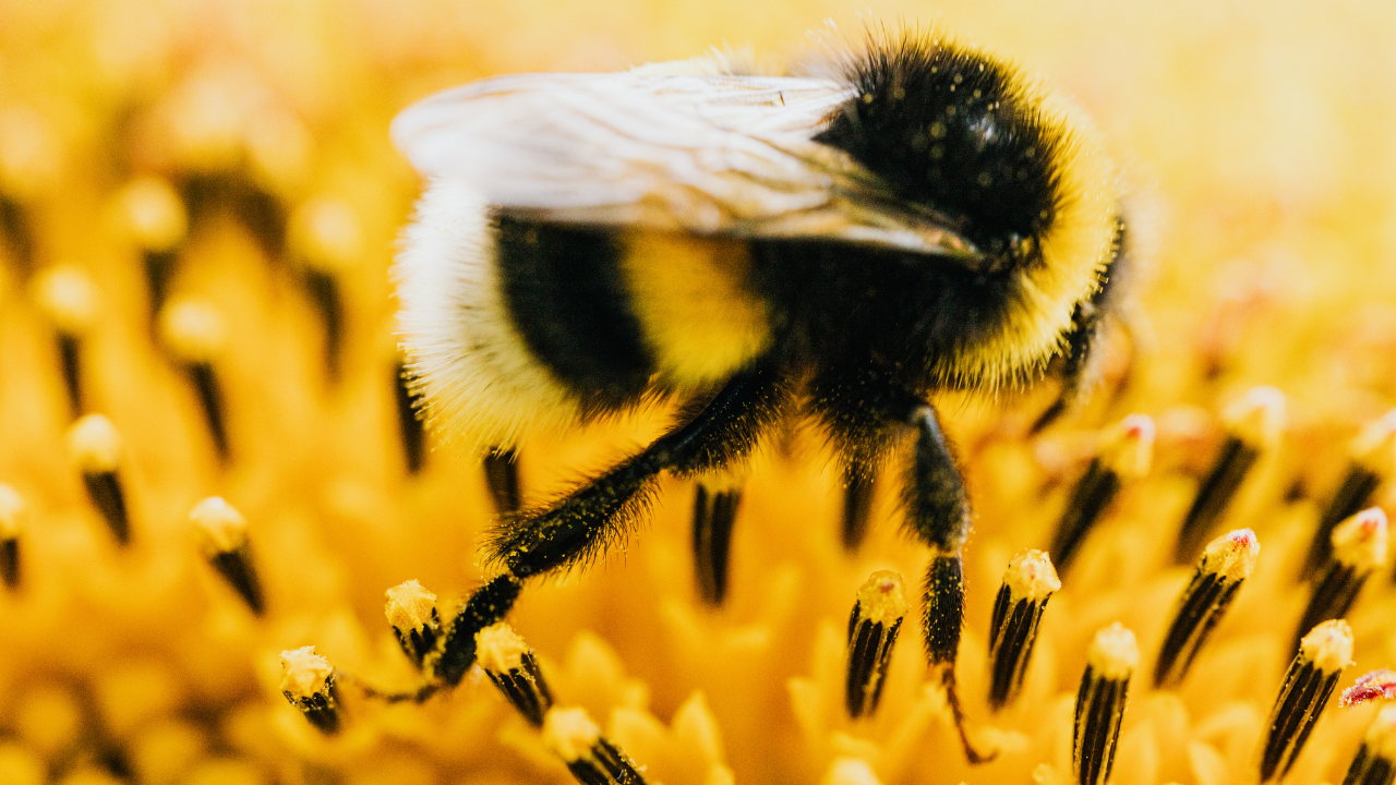 Minnesota solar farms turn into wildflower havens, invites bee and butterflies