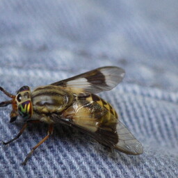 Entomologist says horseflies are having a good year in Estonia